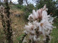 Contrada_Ilice - 20100530 025.jpg